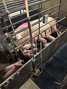Nutrix systeem WEDA [374]