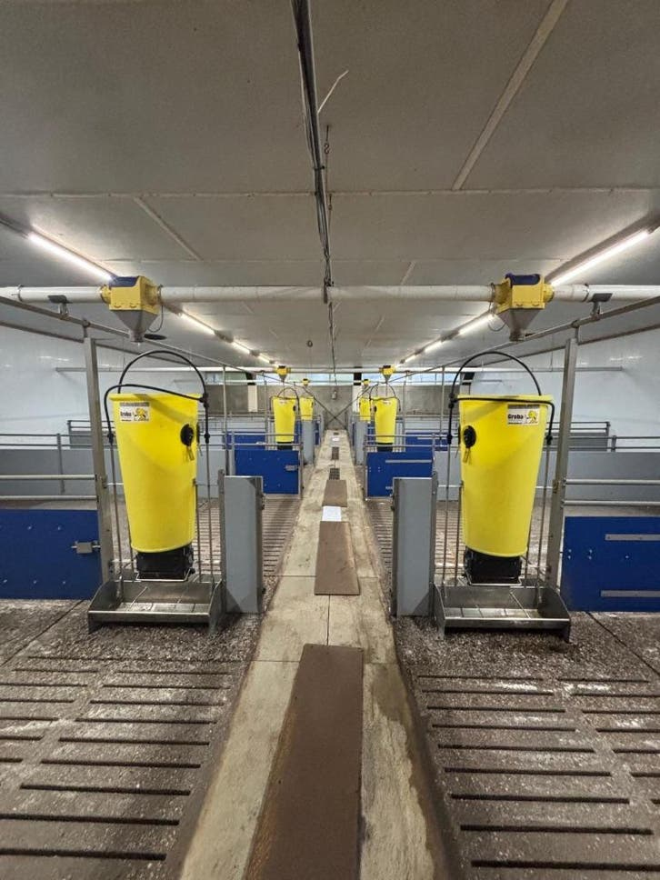 Hokinrichting voor vleesvarkens [270]