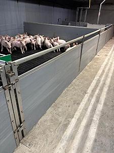 Hokinrichting voor biggen [242]