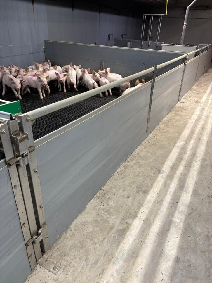 Hokinrichting voor biggen [242]