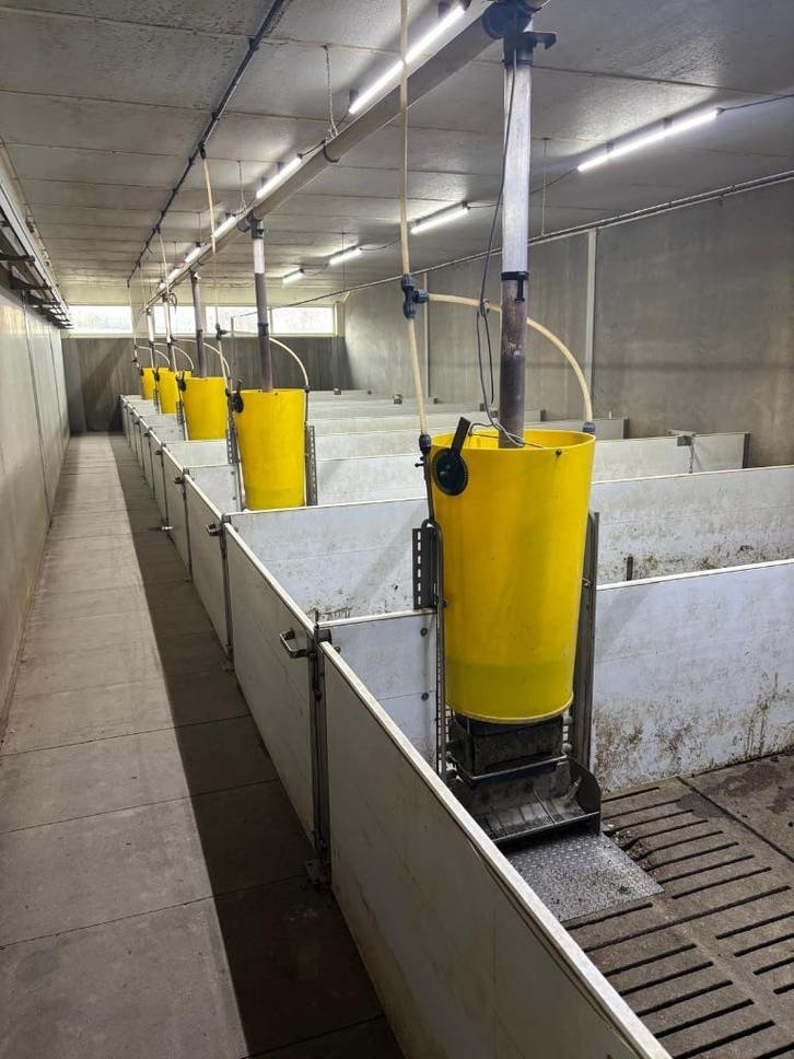 Hokinrichting voor biggen [277]