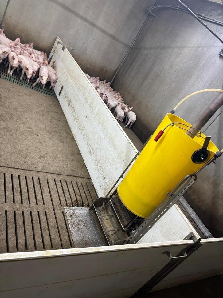 Hokinrichting voor biggen [277]
